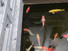 -鲤院·新中式美学·庭院餐厅(夫子庙店)