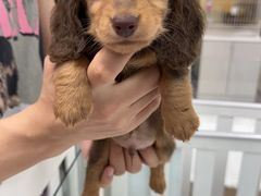 -萌宠之家·腊肠犬·马尔泰·小体犬舍