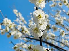 -花开海上生态园