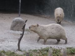 -上海野生动物园