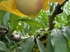 -南汇新场正宗水蜜桃采摘