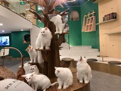 -飞行喵MR PILOT|猫舍·猫咖(静安大融城店)