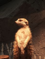 点击看大图 -Zoolung Zoolung动物主题公园(海信广场店)