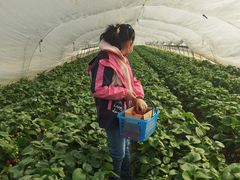 -小鱼草莓采摘园农家乐·小鱼餐厅