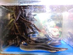 新鲜鳗鱼-本炙炭烤·蒲烧活鳗料理店(金沙洲店)