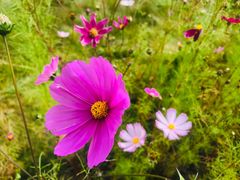 -林芝工布庄园希尔顿酒店-猎味中餐厅