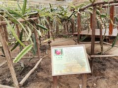 -上海都市菜园