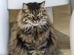 -藏猫猫咖啡主题馆(中央大道店)