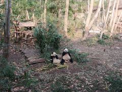 两只一起吃竹子的熊猫-成都大熊猫繁育研究基地