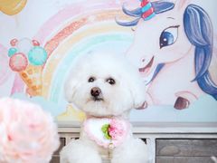 -超宠爱宠物摄影-Super pet