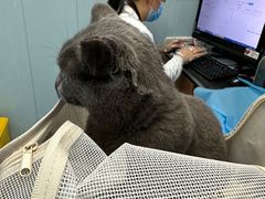 -纳吉亚猫专科动物诊疗中心(蒋宅口分院)