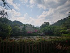 -野象谷景区