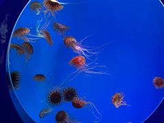 -海合安青岛极地海洋公园