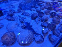 -十六蒲(桂林路店)