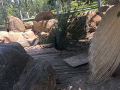 孔雀开屏-西安世博园