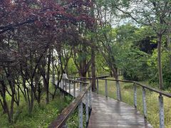 -昆山城市生态森林公园