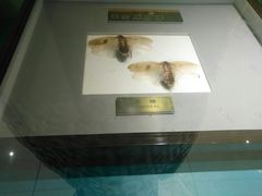 -上海昆虫博物馆