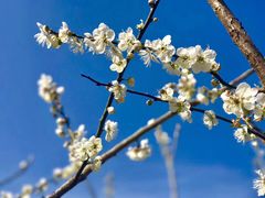 -广州市流溪河国家森林公园