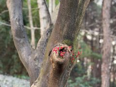 -铁山坪森林公园