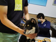 -爱侣宠医·鹦鹉专科·小型哺乳类·异宠专科(灵石路店)