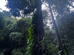 -莫里热带雨林景区