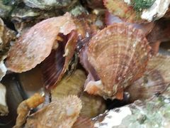 -宾朋海鲜特色美食餐厅·纯手工鲅鱼水饺(兴海路店)