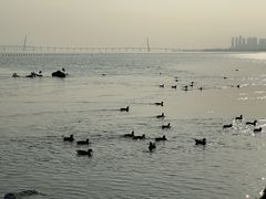 -深圳湾公园(南山区)
