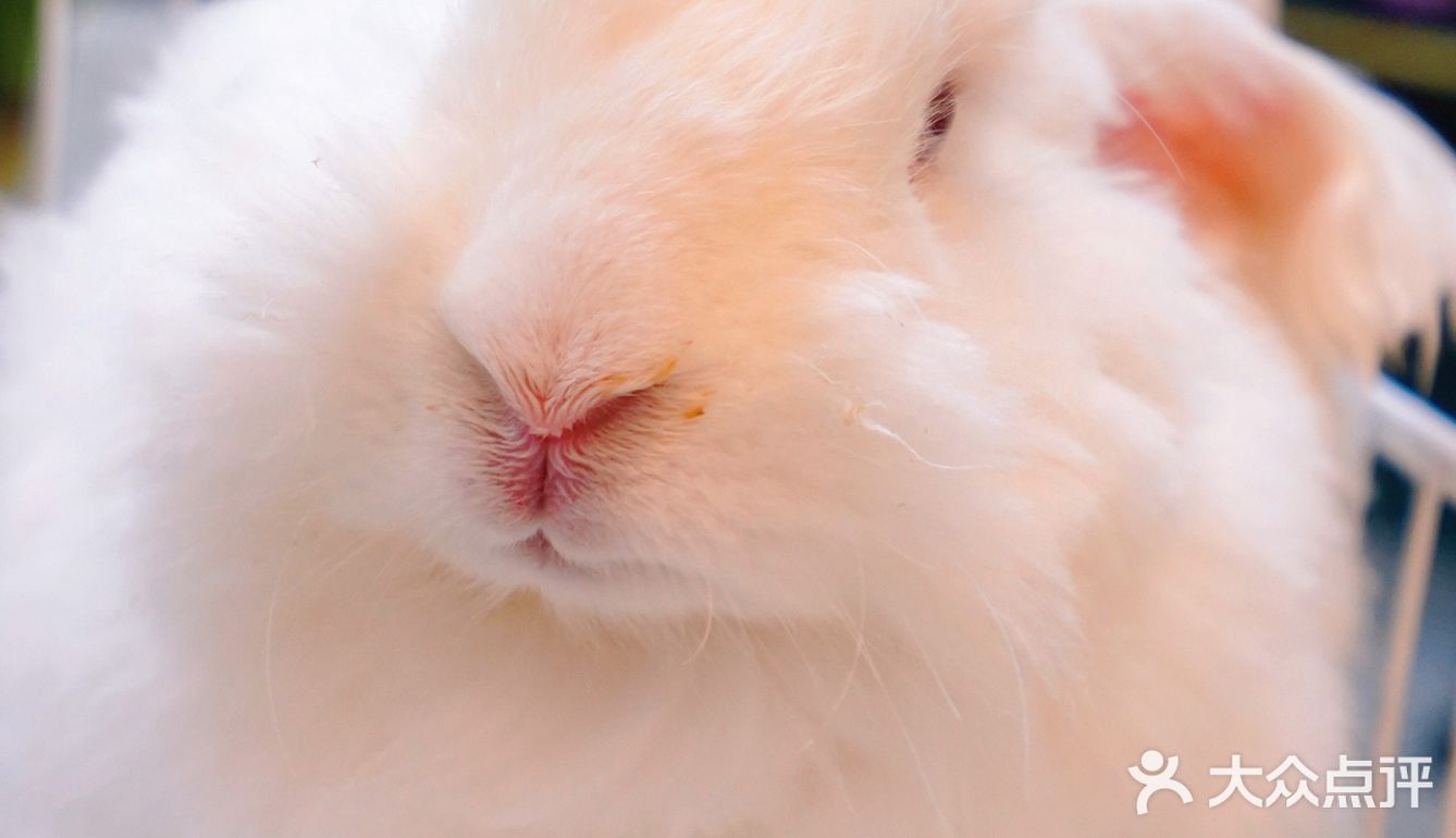 萌宠家族进商城了🔥还有二师兄🐷太可爱了‼️口水都从嘴角流了下来