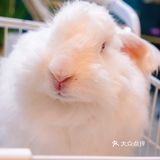 萌宠家族进商城了🔥还有二师兄🐷太可爱了‼️口水都从嘴角流了下来