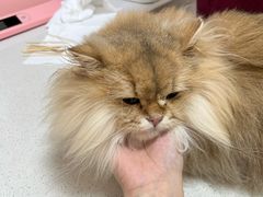 -瑞派康怡24h宠物医院·犬猫医疗中心·微创绝育(瑞景分院)
