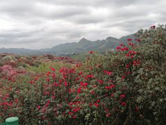 -贵州百里杜鹃风景名胜区