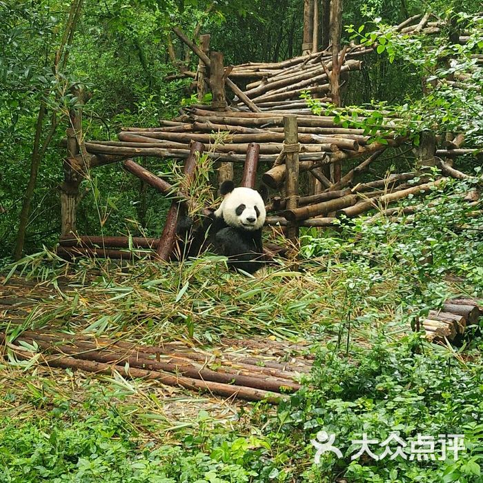 大熊貓繁育研究基地圖片-北京動物園-大眾點評網