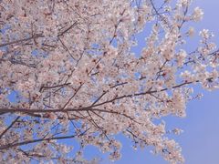 -顾村公园