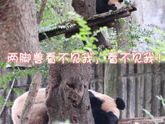 -成都大熊猫繁育研究基地