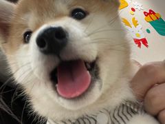 -逗柴咖啡屋·狗咖猫咖宠物桌游