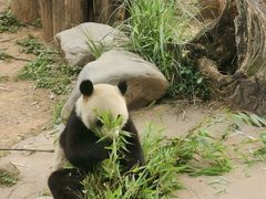 -都江堰中华大熊猫苑