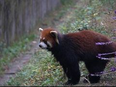 -成都大熊猫繁育研究基地