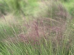 -王借岗森林公园