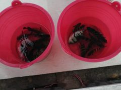 -小猫钓鱼海钓俱乐部(椰梦长廊店)