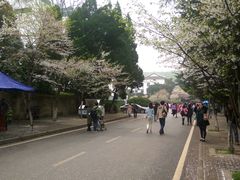 -武汉大学-樱园