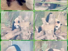 -成都大熊猫繁育研究基地