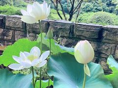 -杭州植物园