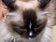 -藏猫猫咖啡主题馆(中央大道店)