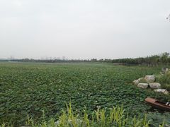 -天津东丽湖风景区