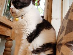 -海边的猫和咖啡馆