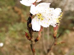 -樱桃山旅游景区