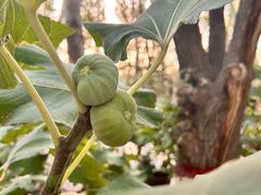 -艾提尕尔清真寺