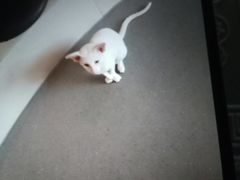 -飞行喵MR PILOT|猫舍·猫咖(静安大融城店)