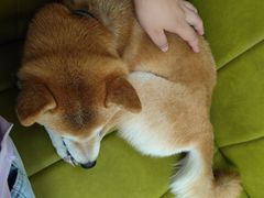 -是阿柴呀！柴犬咖啡·爱喵喵猫咖