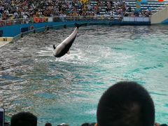 -秦皇岛乐岛海洋王国